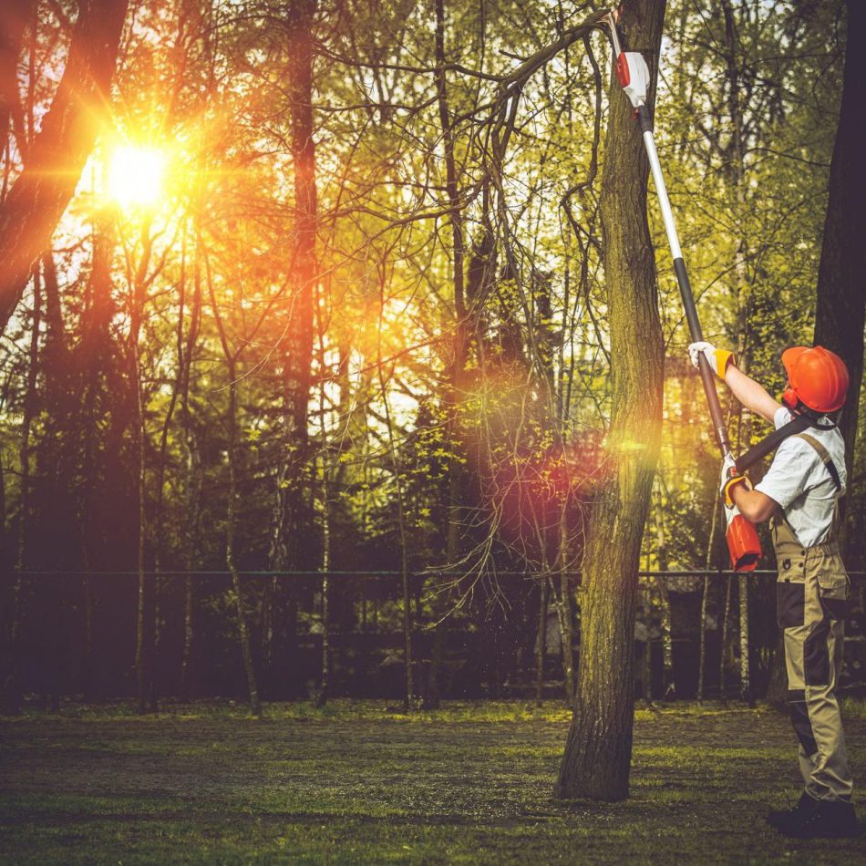 Hamilton Tree Pruning Providers