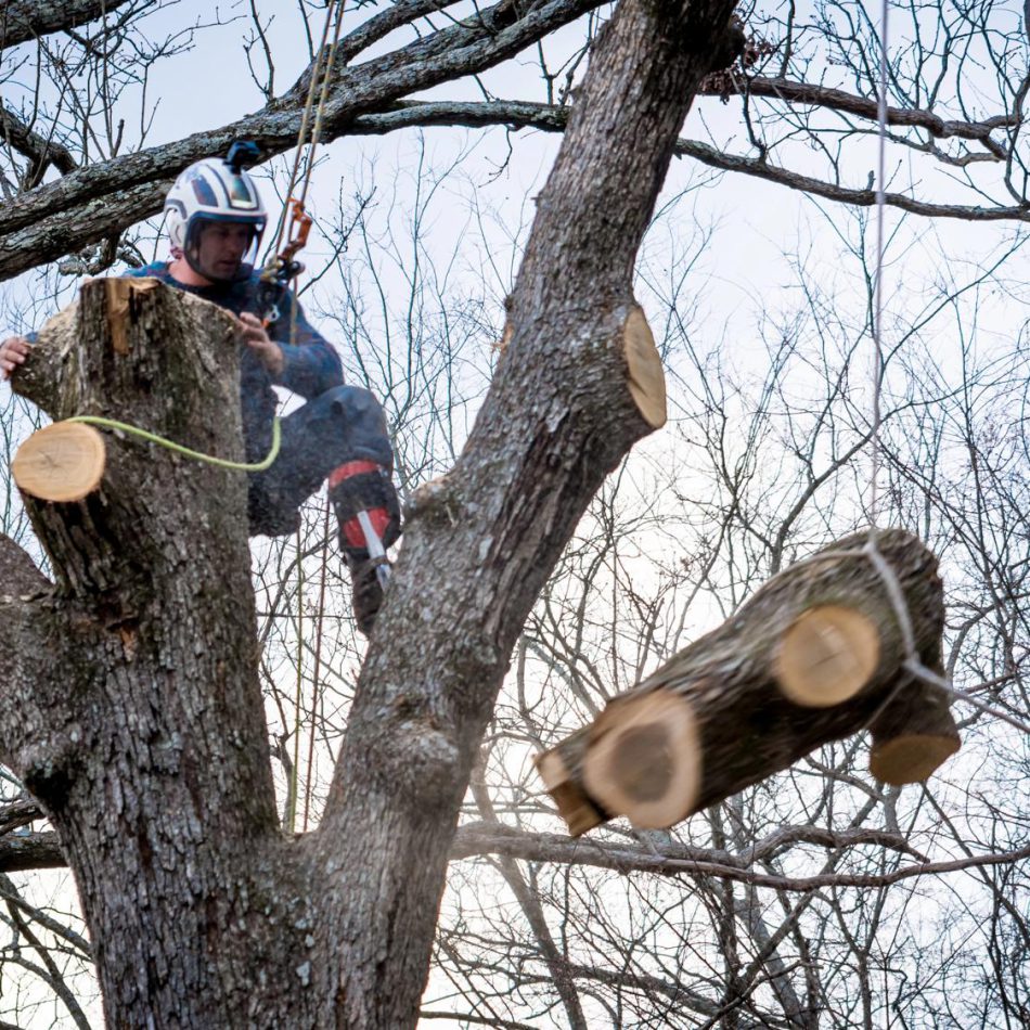 What to Expect from Our Tree Removal Solutions in Waikato