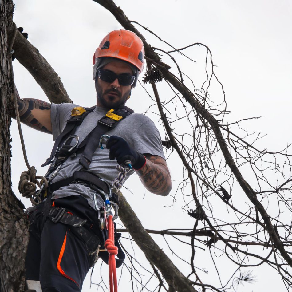 Tips for Finding the Right Waikato Tree Felling Services