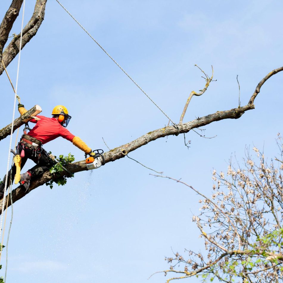 Cambridge Tree Maintenance Professionals