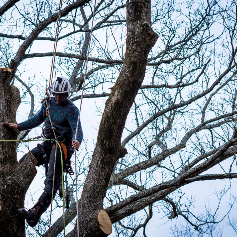 Waikato Tree Removal Solutions