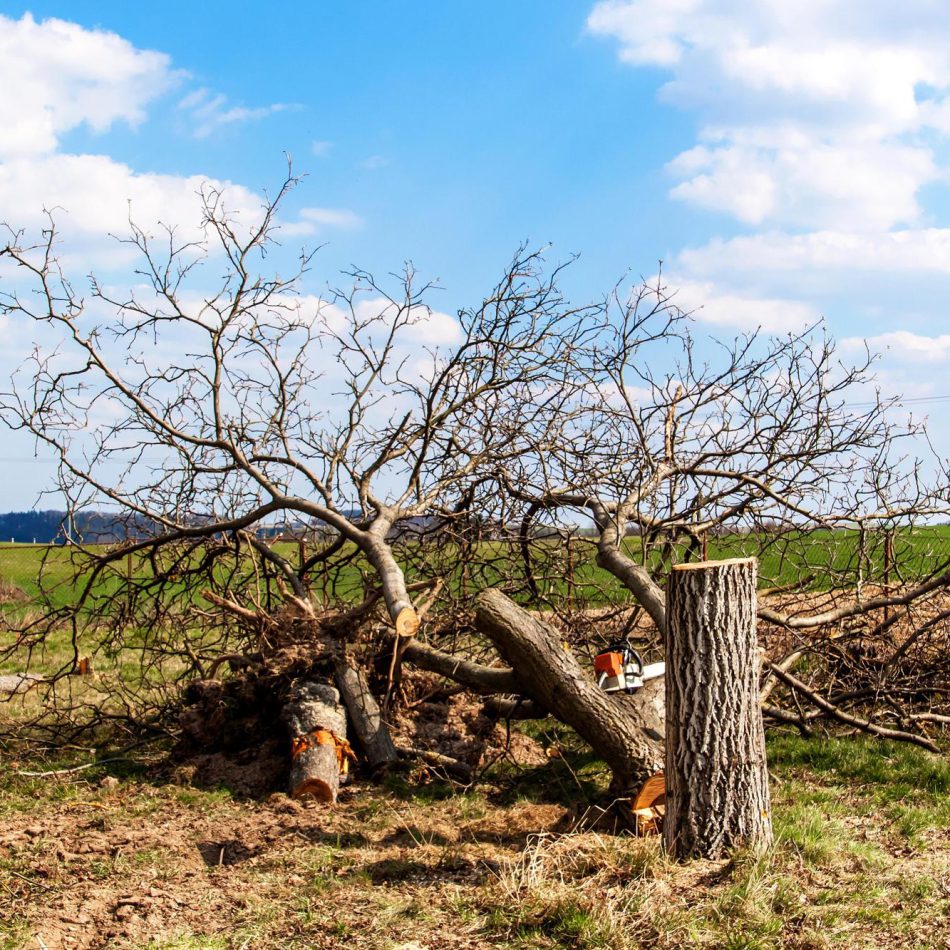 {Cambridge's #1 Rated} Tree Care Services