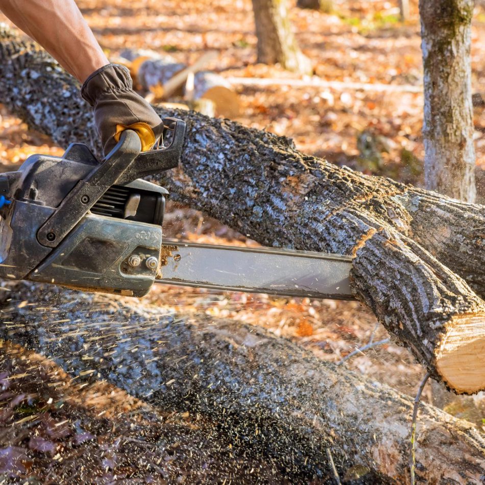 What to Expect from Our Tree Felling Solutions in Waikato