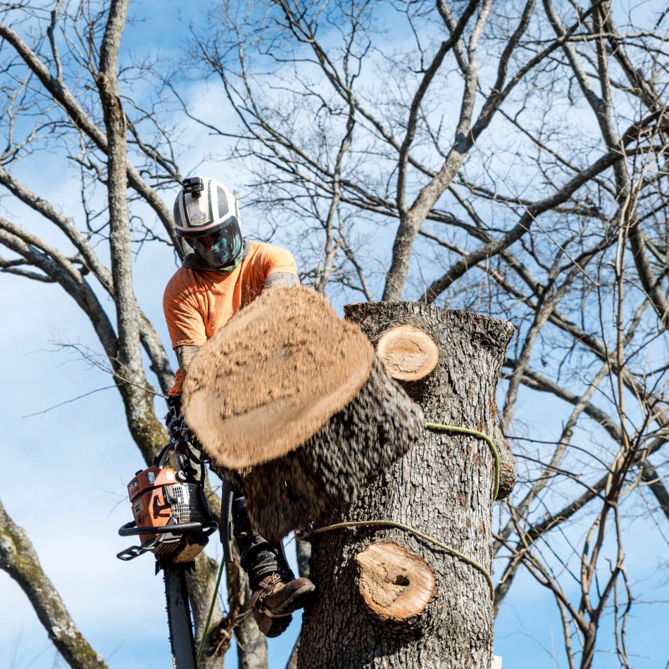 Top Benefits of Working with the Expert Tree Care Service in Cambridge
