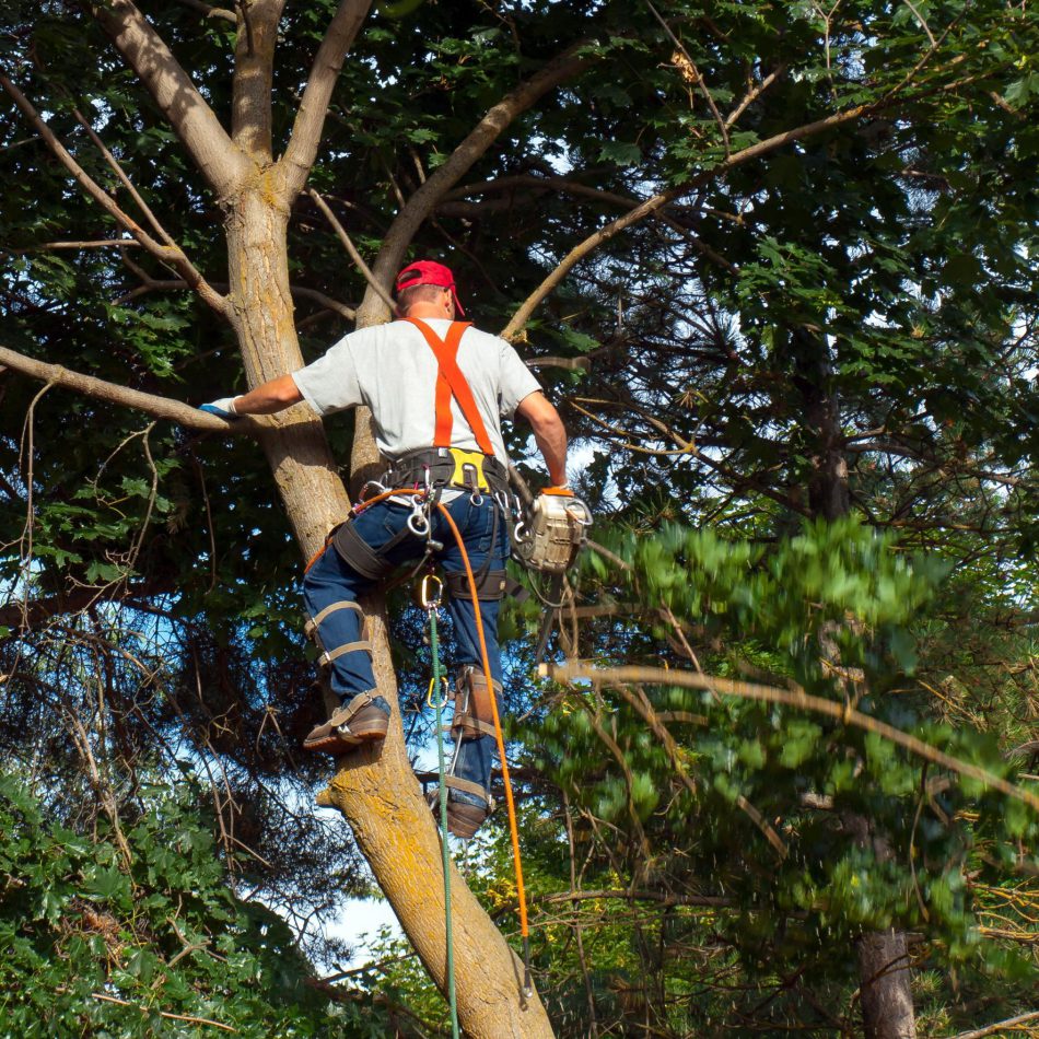 {Hamilton's Most Trusted} Tree Pruning Experts