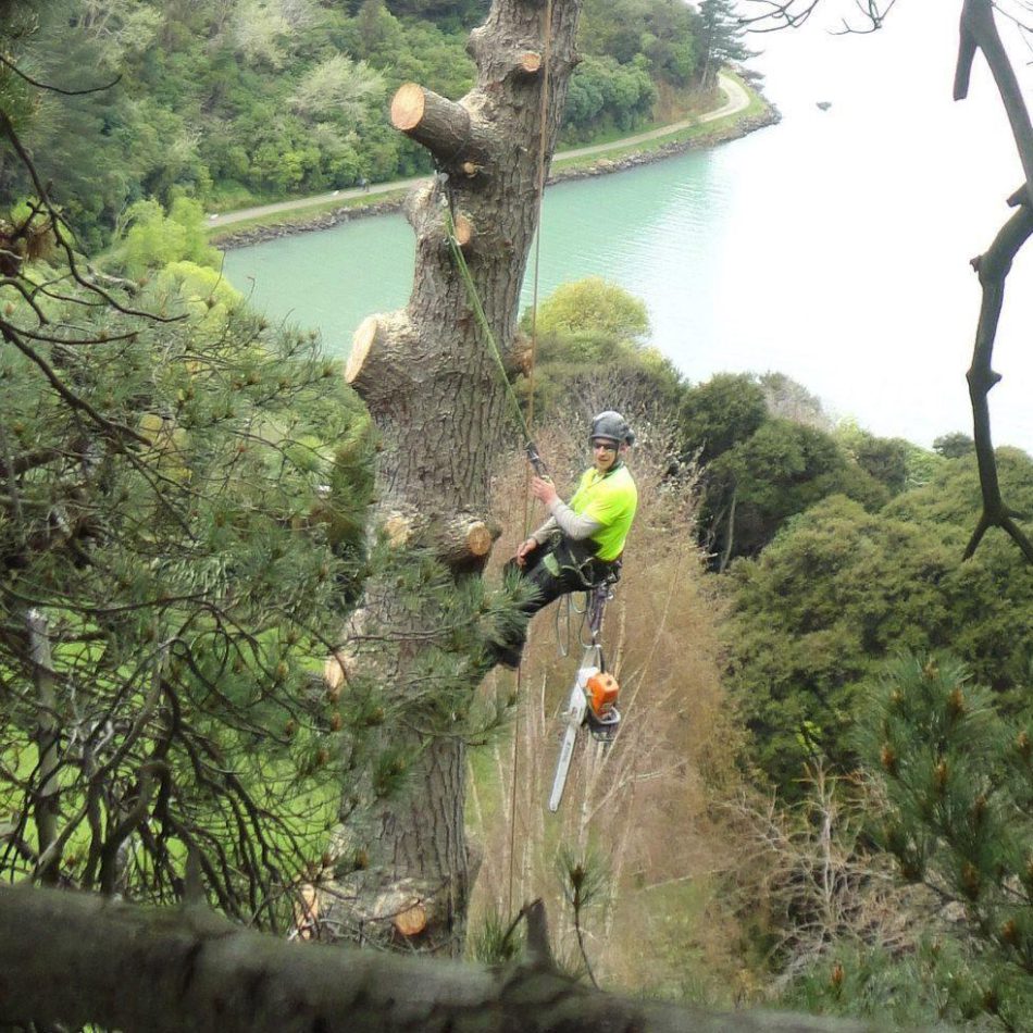 How to Find the Right Waikato Tree Removal Services