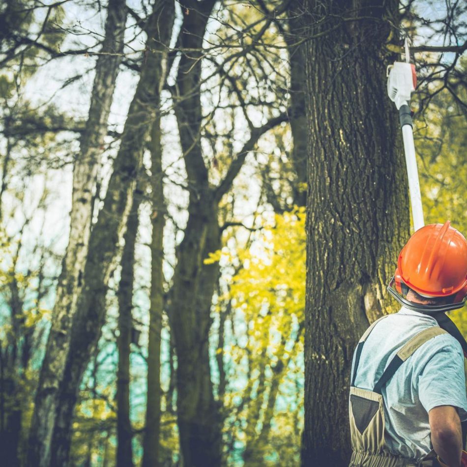 Key Benefits of Hiring a Professional Hamilton's Best Tree Pruning Provider