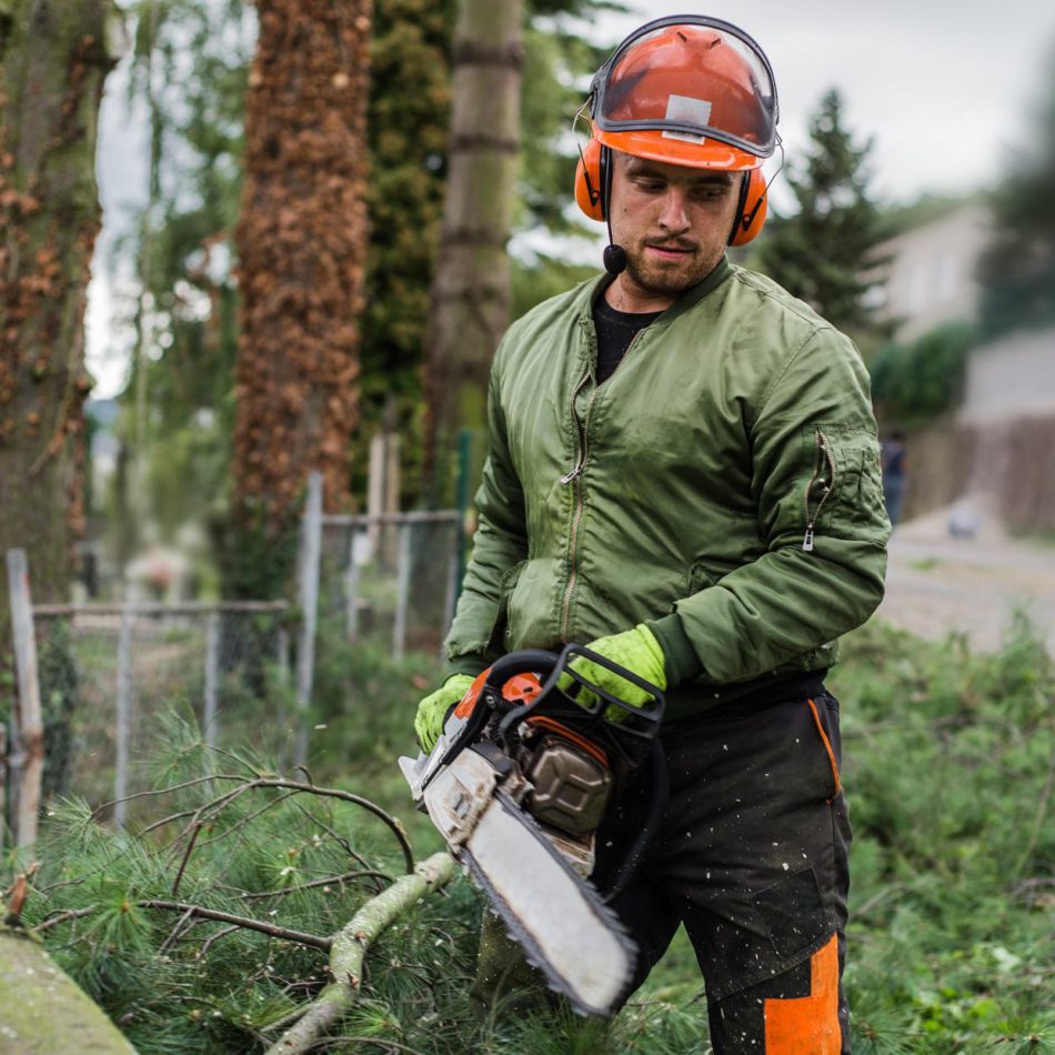 Important Benefits of Hiring an Expert Tree Removal Company in Waikato