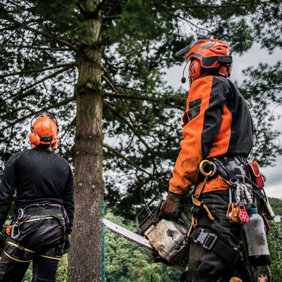 How to Find the Right Hamilton Tree Pruning Services