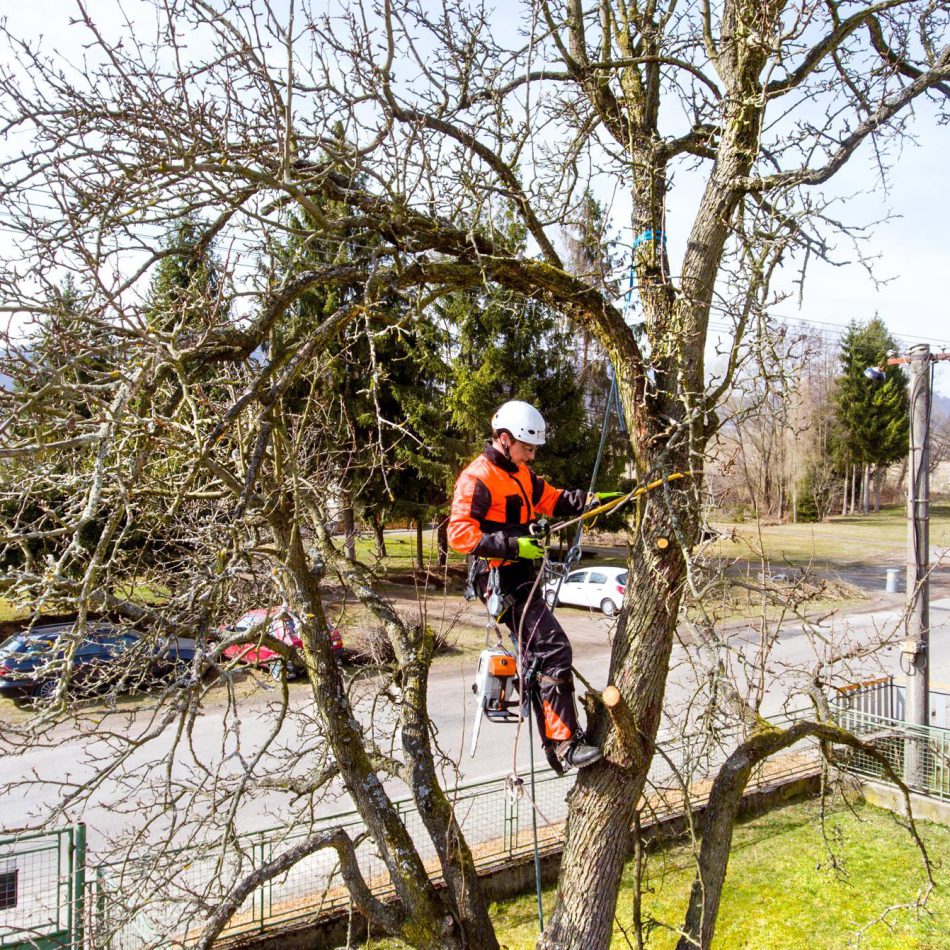 Waikato Tree Cutting Specialists