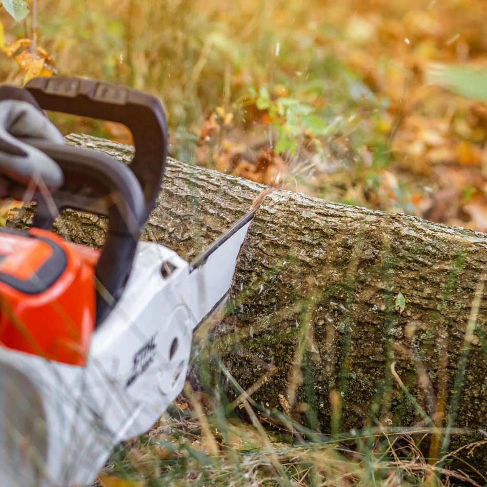 {Waikato's Most Trusted} Tree Removal Experts