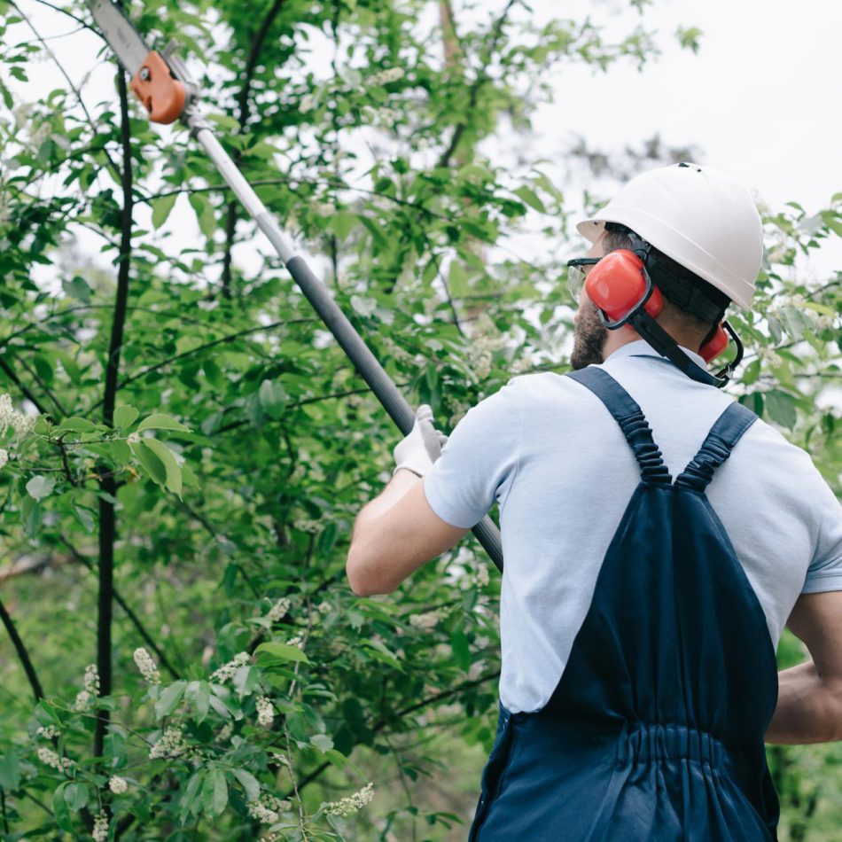 How to Find the Best Tree Maintenance Services in Cambridge