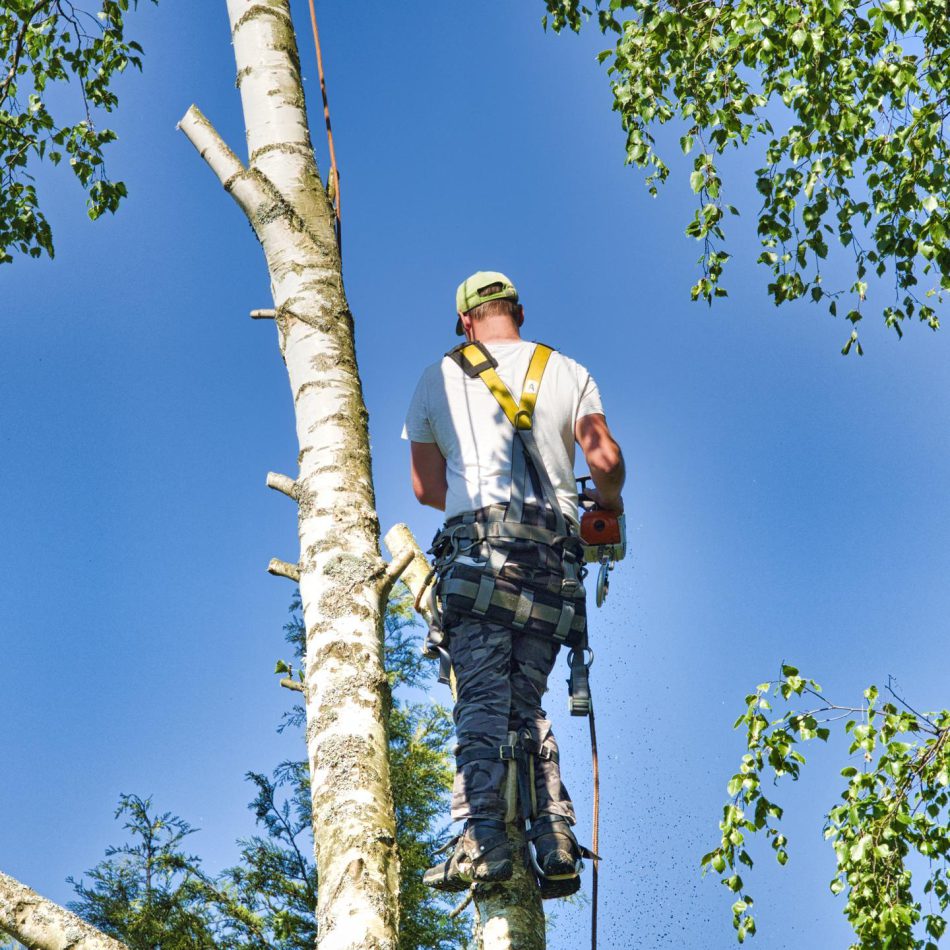 What to Expect from Our Tree Pruning Services in Hamilton